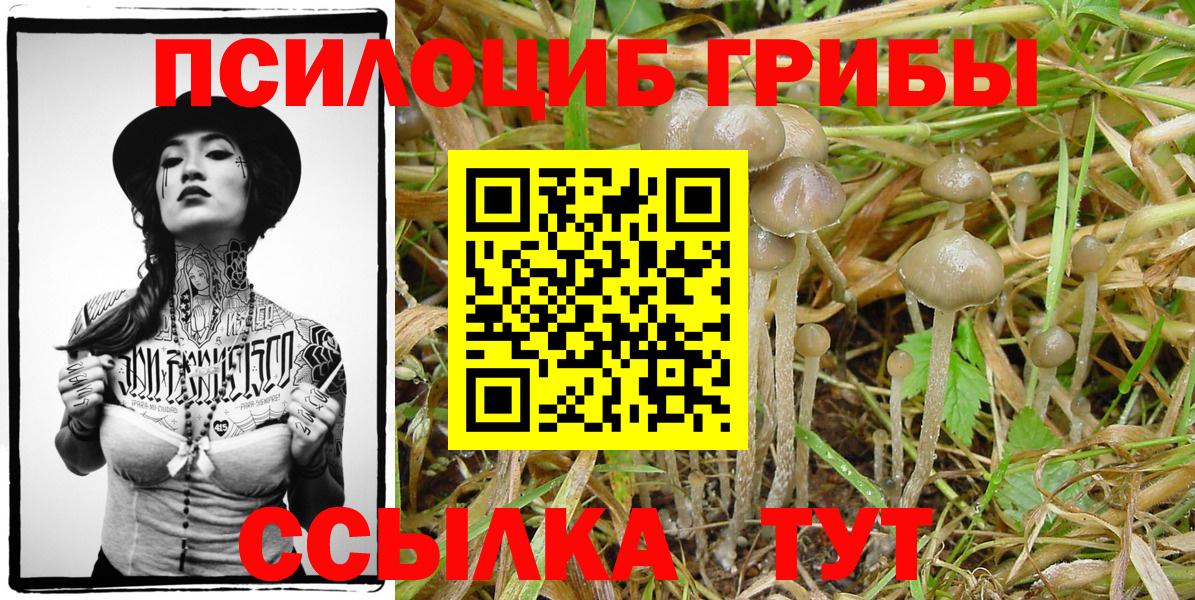 Псилоцибиновые грибы MAGIC MUSHROOMS  Вход с VPN  Псилоцибиновые грибы Cubensis  Кувандык 